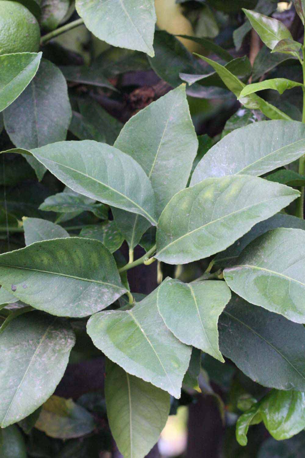              Shade leaves (Riverside, CA)       